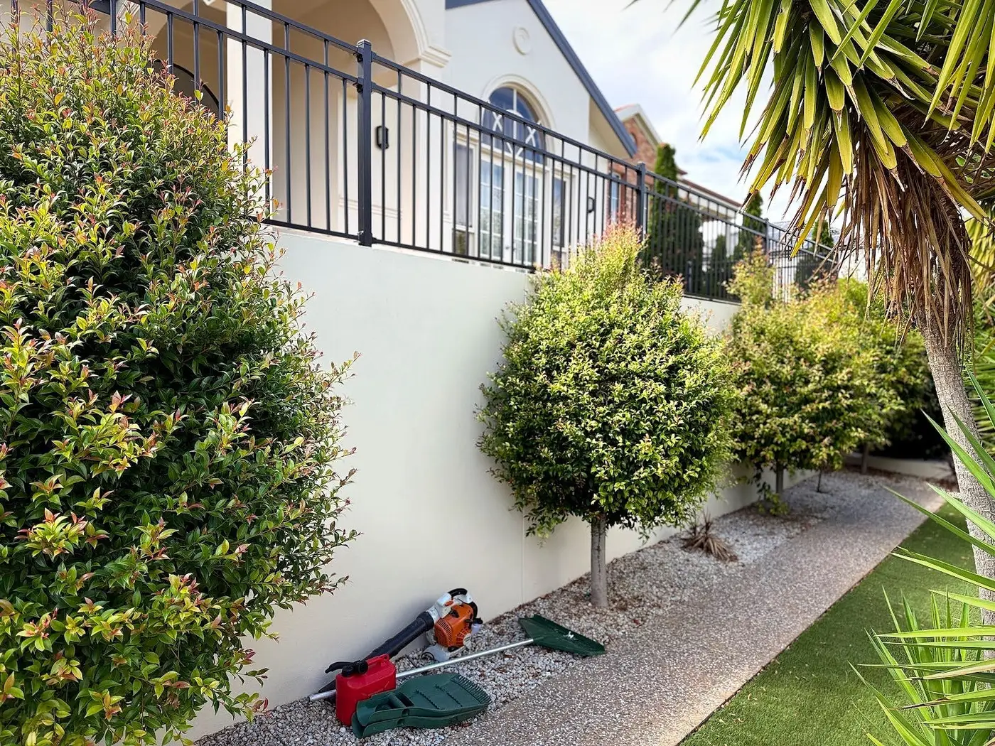 A freshly trimmed row of shrubs along a Ridgehaven garden wall, hedge trimmer and tools on the ground