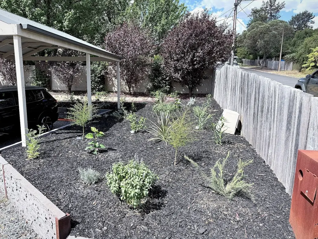 A garden bed freshly mulched with new native plants put in along the fence
