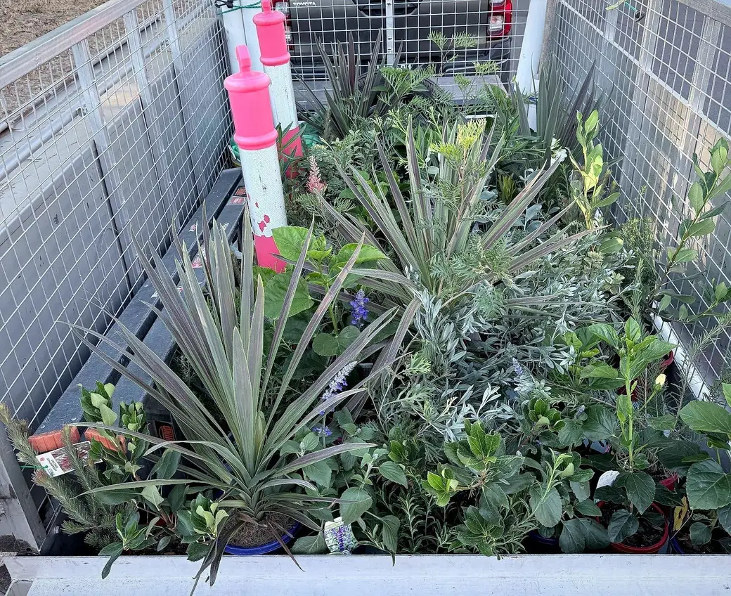 Native plants going into a reshaped garden bed
